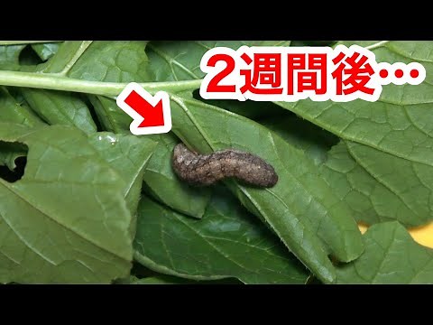 Raised the hornworm attached to the vegetables