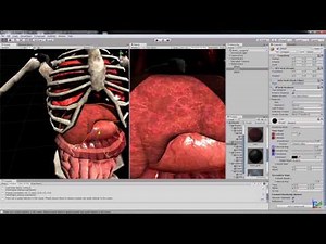 Sofa in Unity - 3D Liver tickling