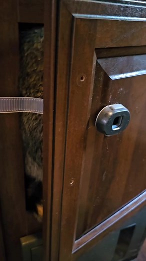 Fun Ways to Cheer Up with Raccoons