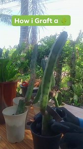 1K views · 25 reactions | How i Graft a Cactus/How to make Grafted Cactus /Grafting Cactus  ✅GUIDE FOR BEGINNERS #graftingcacti #graftingcactus #graftingmethod #growfaster #propagation #guideforbeginners #interesting #uniqueform #plantlover #plantmakemehappy #stressreliever #plantmom #gardener #mamalynsgarden | Mamalyn's Garden | Facebook
