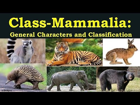 Class Mammalia | General Characters of class Mammalia | Classification of class Mammalia | Mammals