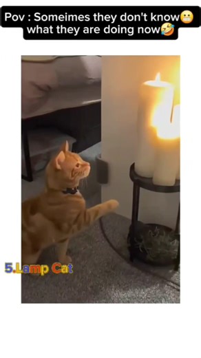 Cats Have No Idea 😂🐱 | Funniest Confused Cat Moments #ConfusedCats #catfails #catsofyoutube