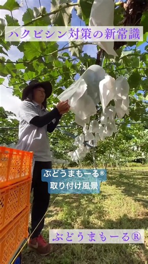 ハクビシン対策の新常識！ぶどうまもーる®︎取り付け風景です。#ぶどうまもーる #丘の上ファーム #鳥獣害対策