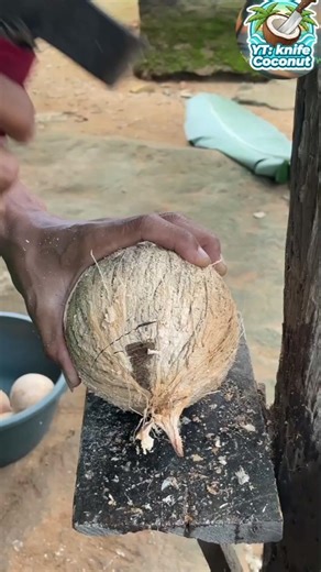 day 15 opening the coconut