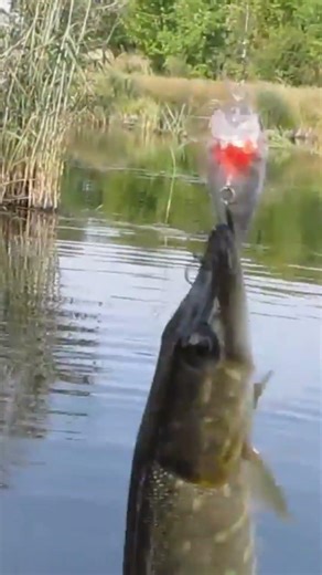 Pike Bite Hard on THIS Spring Technique