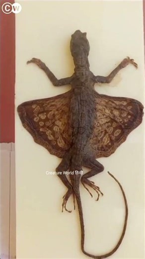 Flying Lizard That Glides Like a Dragon 😱