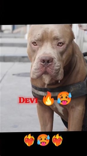 Amazing pitbull dog transformation #shots #shortsfeed #pitbull #animals #dog #kangal