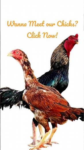 Meet the Gigantic Aseel Murga Family! #aseel #asil #aseelmurga #aseelhen #aseelchicks #shorts #viral