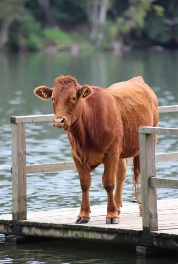 The Fascinating Brown Animal in the Wild