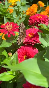 Festival of Butterflies has landed at Powell Gardens! 🦋 Visit now through August 3, 2025. Our doors are open Tuesday-Sunday, 9 a.m. to 5 p.m. can’t wait to see you in the Gardens! #powellgardens #butterflies #festivalofbutterflieskc #butterfly #familyfun #kcmo #visitmo #kansascity #garden #botanicalgarden #pollinators #pollinatorsareimportant | Powell Gardens