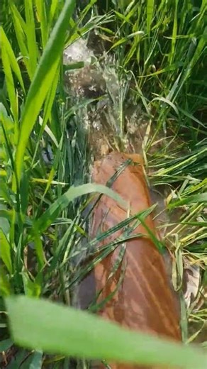 our occupation farming I love farming