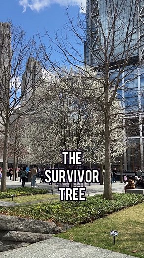 The Survivor Tree: A Symbol of Hope and Resilience at the 9/11 Memorial