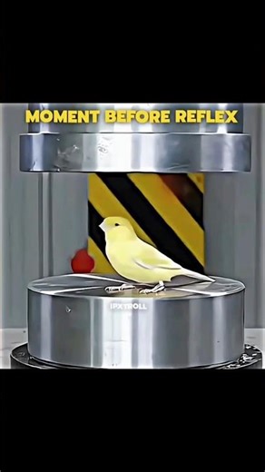 😱 Next Second Mein Kya Hua? Reflex Test Gone Wrong #shorts