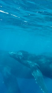 1.5K views · 100 reactions |  Listen to these amazing humpback...