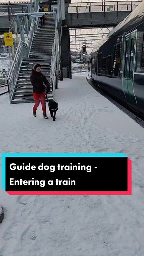 A cold winter day in Norway. Training with our future guide dogs, entering and exiting a train 🦮 #tiktokdog #labrador #guidedog #lundhundetjenester #guidedogtraining