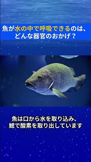 What organ allows fish to breathe underwater?