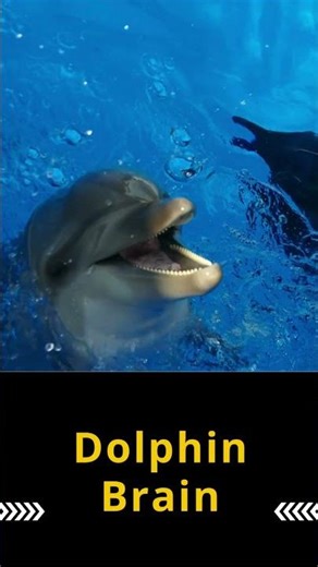 Dolphin Brain | #trending #animals #fish #facts #viral #youtubeshorts