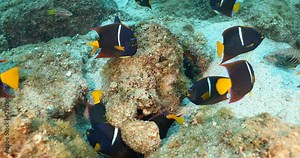 Group of King Angelfish (Holacanthus passer) on the coral reefs of the sea of cortez, Baja California Sur, Mexico.