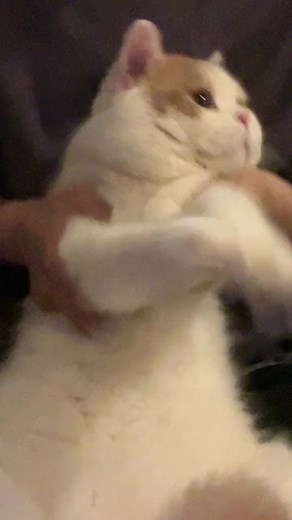 #cat #cutecat #kittycat #kitty #pet