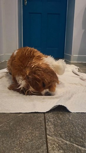 Barney Boy is here for Arthritis management, especially during the cold winter months 🥶.... We think he enjoys his post swim ritual more than the actual swimming though 🤔 Our 30° heated pool is fantastic to help promote relaxation of the muscles, soothe sore joints, increases blood flow to areas of need, which can inturn reduce pain and inflammation. Message us to book in 😊 🐾 #caninehydrotherapy #caninehealth #dogswimming #caninerehabilitation #Wakefield #Pontefract #caninearthritismanagemen