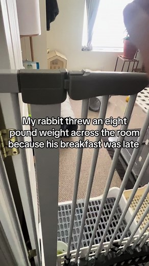 Buns the guns? #petsoftiktok #fyp #bunnytok #rabbits #for #foryoupage #rabbitsoftiktok #pov #angorarabbit #povs