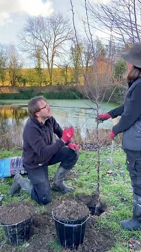 Planting a new crab apple tree by our pond – malus × moerlandsii ‘Profusion’ #shorts