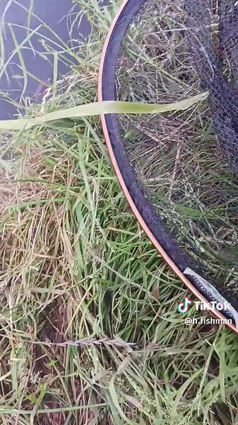 mepps size 5#westinlures #nature #predetor #predatorfish #cannal #pike #perch #savagegearofficial #relax