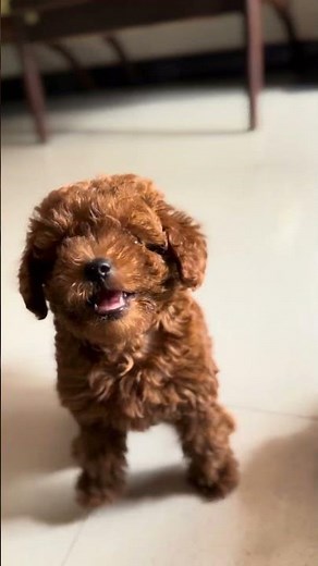 My Poodle Heidi’s Play Time Cuteness Overload