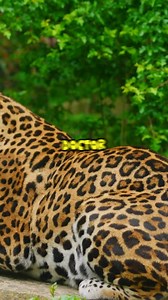 Retiring Doctor Reveals Shocking Secret Behind His “Perfect Record” 😂🩺 | Genius or Just Sneaky? | Quick Line Comedy