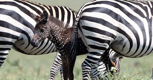 Spotted: Rare polka-dot zebra in Kenya