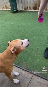 Haylow and Matzo Ball are a delicious mess!!! | Mount Pleasant Avenue Premier Canine Villas & Spa