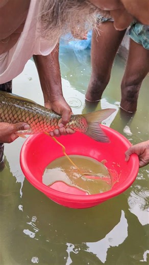 Wow Amazing Breeding System🐟 #viral