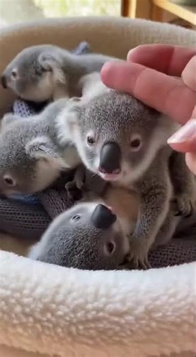 Tiny Koalas: Adorable Miniature World #TinyKoalas #CuteAnimals #WarmFuzzies
