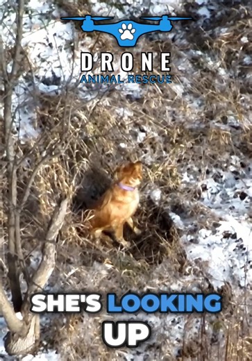 Maci hears a familiar voice 🚁🐾💜 #pets #animals #animalrescue #fyp #foryoupage