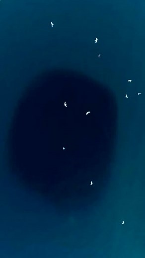 Exploring the Deep Blue Ocean and Its Wildlife