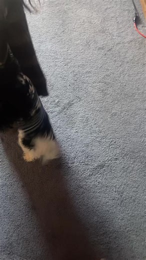 Kelekaloko (@kelekaloko11)’s videos with 오리지널 사운드 - 아이유(IU)