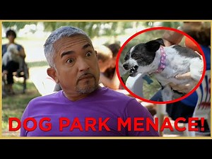 HE HAS BITTEN EVERYONE! (DOG PARK MENACE) | Cesar 911