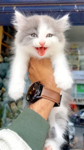 Kitten meowing to attract cat 💕 ! Cat sound ! Cat videos ! Cat voice ! Persian cat sound ! Cat