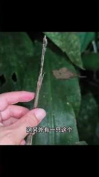 用竹節蟲轉筆是種什麼體驗？#自然 #紀錄 #探險 #竹節蟲 #科普