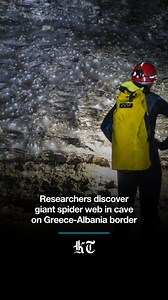 Researchers discovered a huge spider web in "Sulfur Cave" on the Albania-Greece border. The web - spanning an area exceeding 100 square meters - is home to some 111,000 spiders, including approximately 69,000 house spiders (Tegenaria domestica) and more than 42,000 Prinerigone vagans dwarf weavers (Linyphiidae), according to a study published in October, after researchers made multiple trips to the cave. The discovery is the first recorded instance of "colonial web formation" of two species that