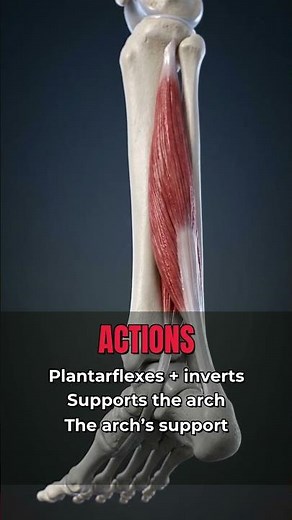 Tibialis Posterior Anatomy in 30 Seconds — Origin, Insertion, Action & Nerve