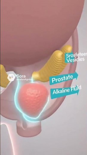 Male Reproductive System | 3D Anatomy & Physiology for Medical Education #shortvideo