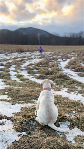 Labrador Puppies: Adorable Moments with a Yellow Lab