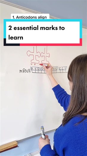 Role of tRNA in Protein Synthesis for A-Level Biology Exams