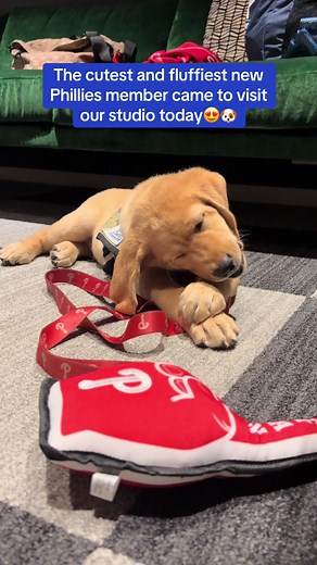 Meet Tugger! He’s the newest four-legged friend of the @Phillies He’s a service pup in training for a verteran with Invisible Wounds of War. Welcome to the big leauges, Tugger! #nbc10philly #philadelphia #phillies #puppy #dog