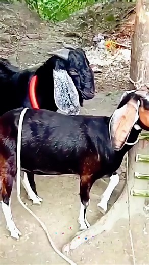 Cute Goat Animals Meeting and Breeding on USA Farm