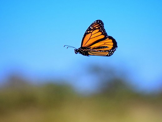 What’s a Super Monarch Butterfly? Fall’s Super Generation, Explained