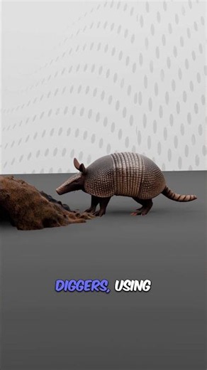 Armadillo Facts | The Armored Mammal That Rolls into a Ball