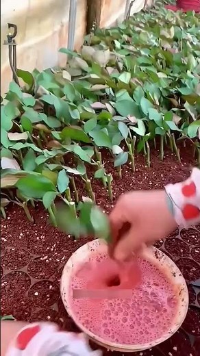 China Rose Farming Business | Grow Roses from Stem Cuttings & Start a Profitable Nursery Business