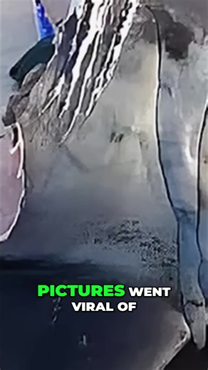 Viral pics show mako shark bitten in half! What mega predator could do this to such a huge shark? #Shark #MakoShark #MegaPredator #OceanMystery #Wildlife